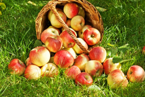 яблоки, к чему снятся яблоки, яблоки в корзине, красивые яблоки