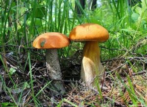 грибы, к чему снятся грибы, белый гриб, подберезовик, грибы в лесу